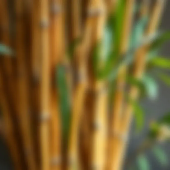 Close-up of bamboo sticks showcasing natural texture and color