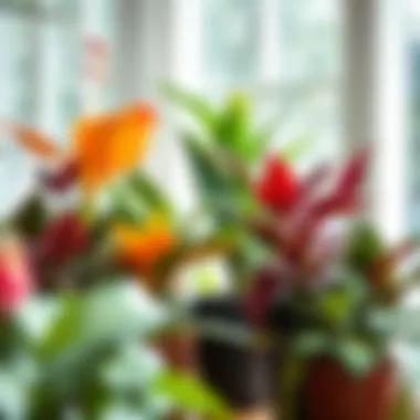 A variety of colorful large houseplants in a bright room