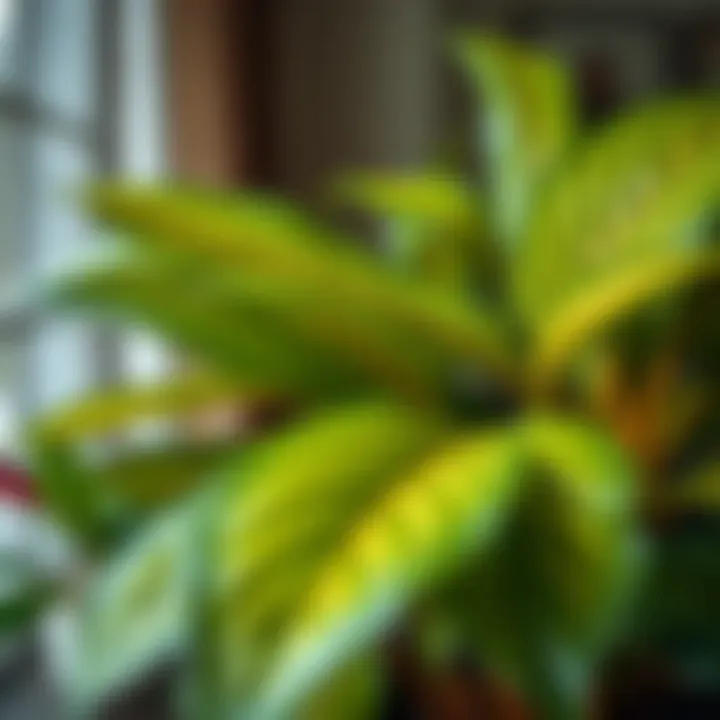 Close-up of vibrant leaves of a large indoor plant