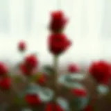 Symbolic representation of red rose