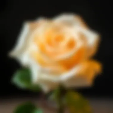 Symbolic Meaning of the White Rose Symbolic representation of white rose